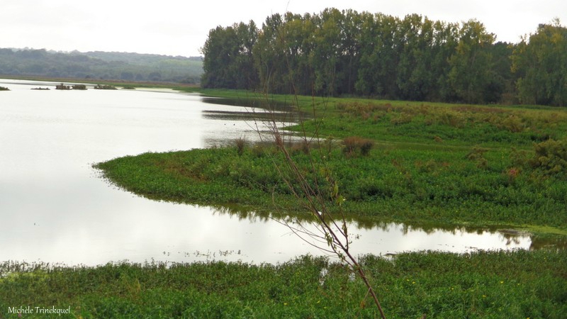 Marais d'Orx 041016