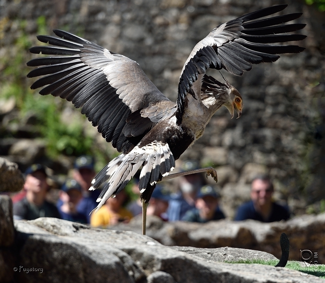 Le serpentaire. Puy Story