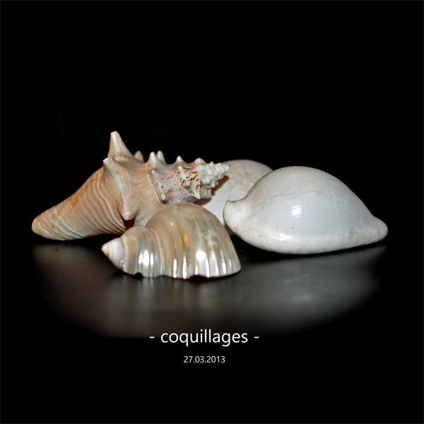 coquillages