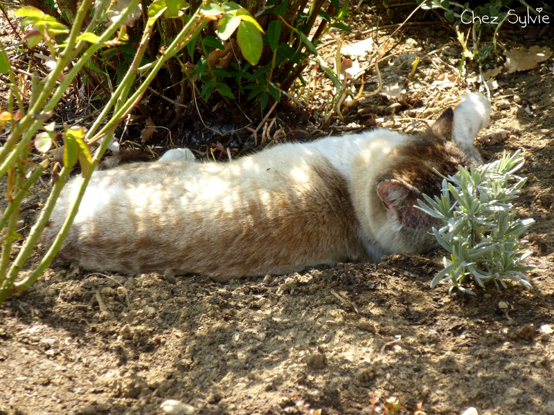 Chat blanc11