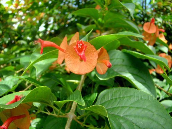 Image-Flore-Fleur-Holmskioldia sanguinea-Fleur chapeau chinois-Martinique 2