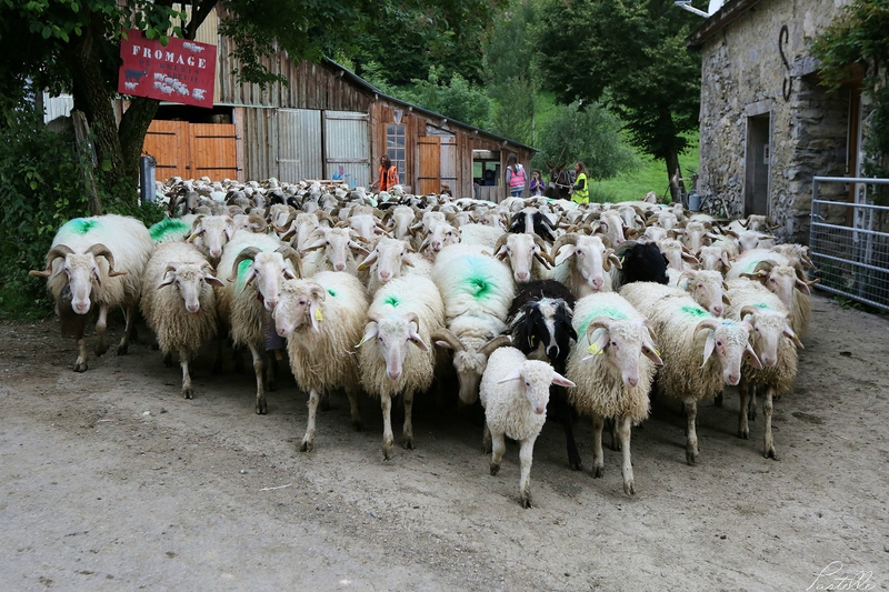 Transhumance_A99A4327