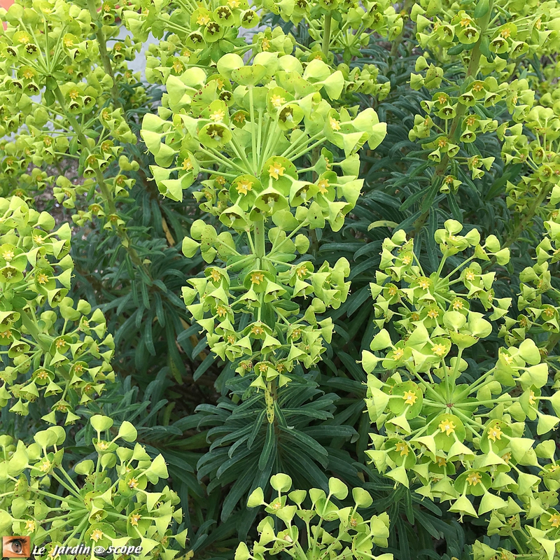 Euphorbe de Corse • Euphorbia characias