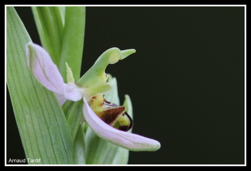 00963 Maison Mai 2020 - Ophrys Abeille - Pied 27