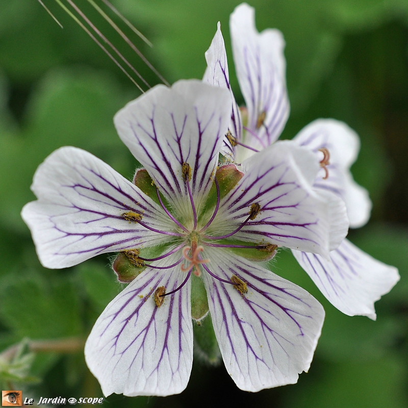 Geranium Renardii