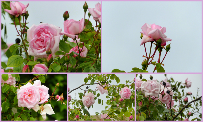 13 juin les roses-001