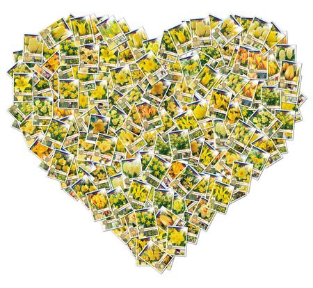 hart jaune1