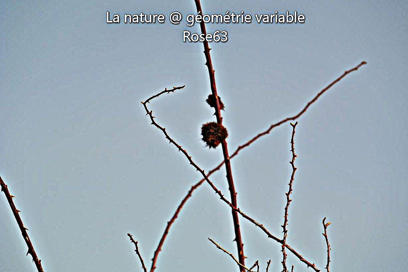 Nature @ géométrie variable