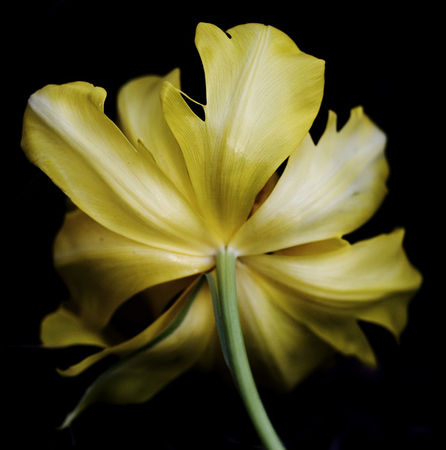 tulipe_7web