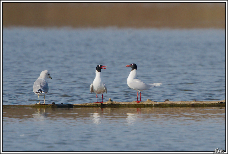 Mouette mélanocéphale