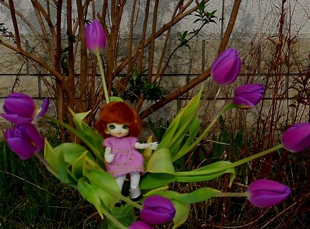 Printemps_Pukifee_aux_tulipes