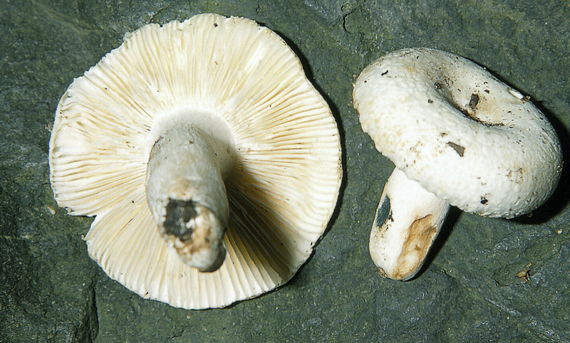 Russula_alboareolata_1996_1999_0004