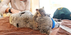 koala-