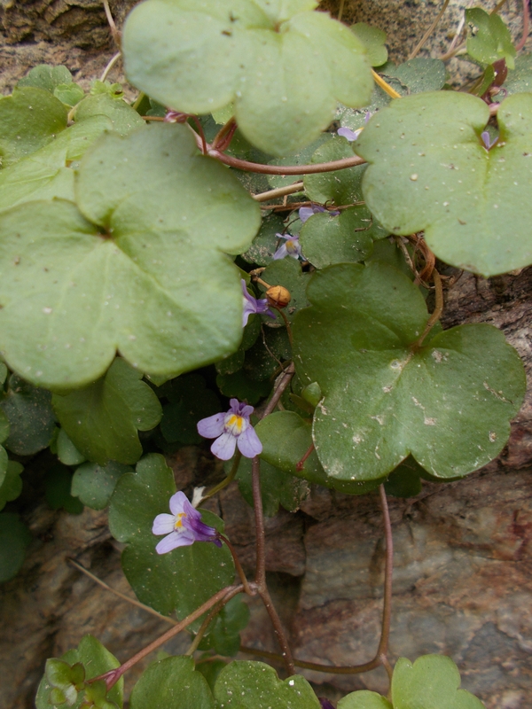 cymbalaria