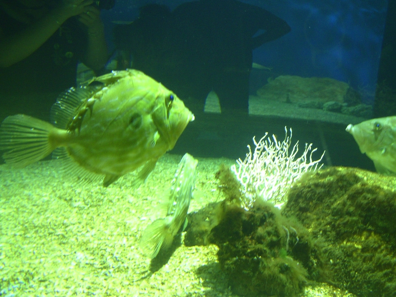 aquarium 1