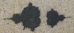 Mandelbrot_Bretagne