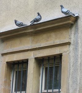 3_pigeons_sur_fen_tre_5e