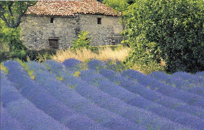 Cabanon dans la lavande