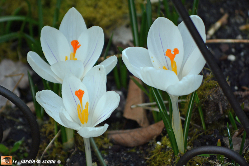 Crocus-à-grandes-fleurs-blancs