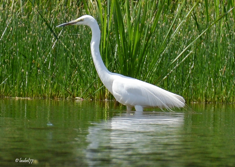 DSC_9406 aigrette roseaux