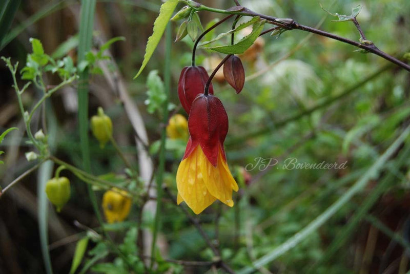 Abutilon 'Kentish Belle'