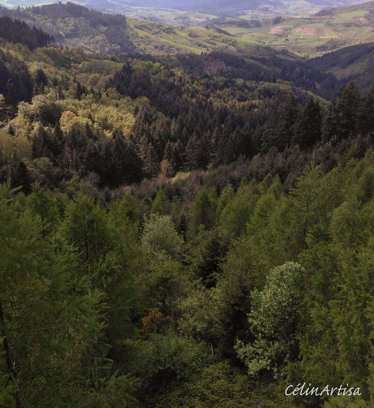 forêts-vallée-d'Azergue (photo C.F)
