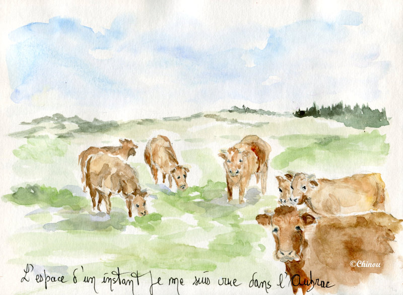 Vaches Dourgne
