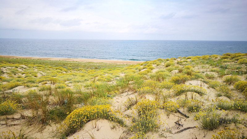 Courant d'Huchet, sur la dune, océan et immortelles des dunes
