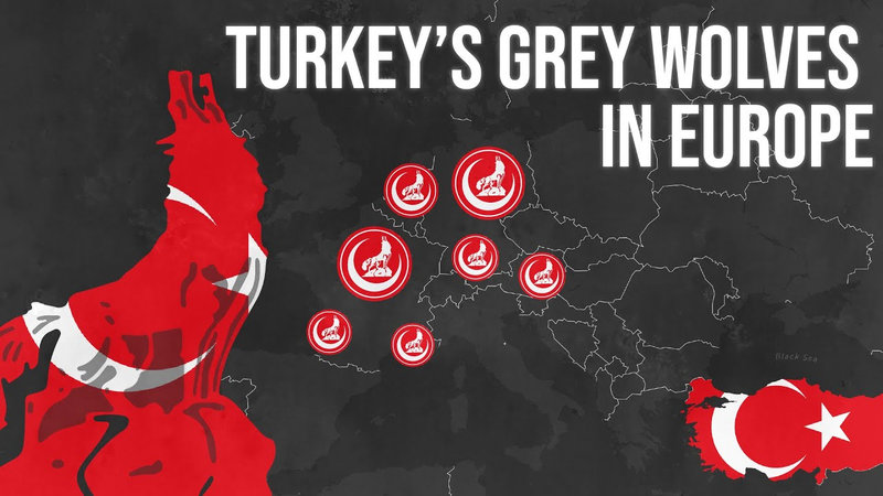 Grey Wolves loups gris turquie