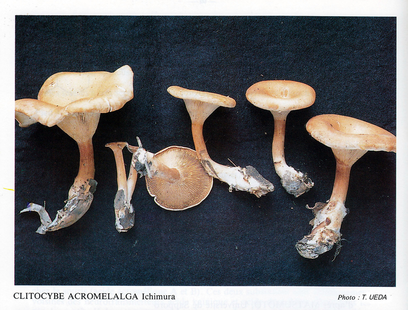 Clitocybe acromelalga 1988 1011 Nagaokakyo-shi Kyoto