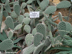 CIMG1457_Opuntia