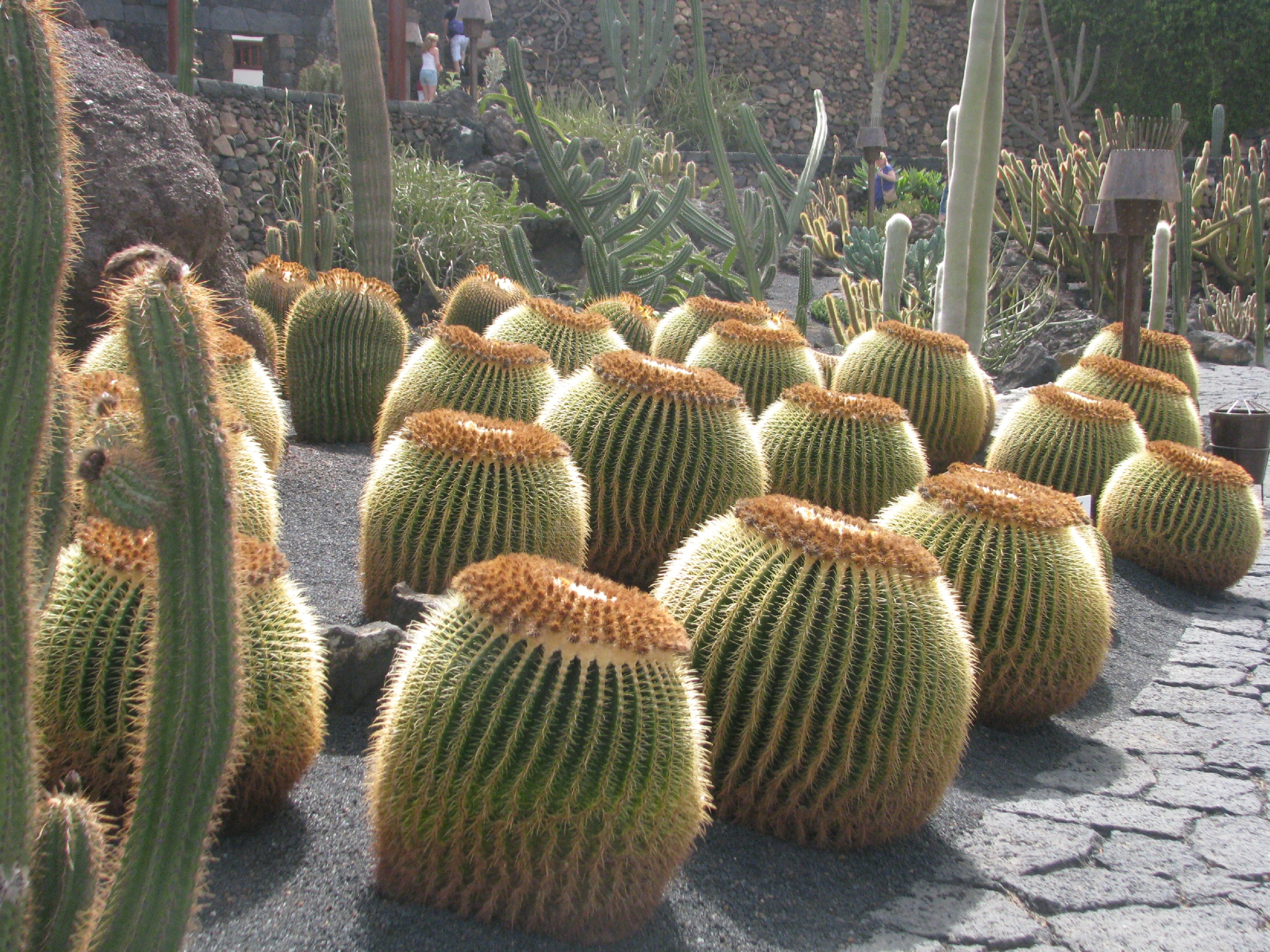Jardin de cactus