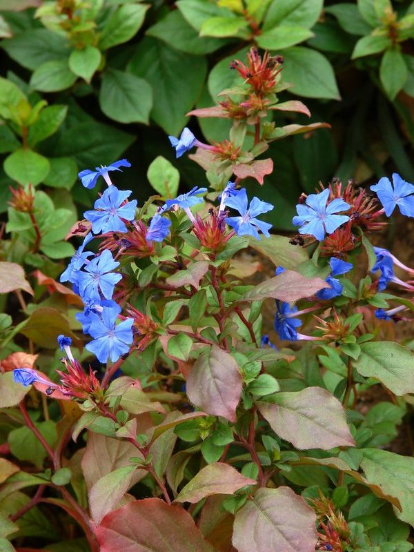 DSC08433_ceratostigma__R_solution_de_l__cran_