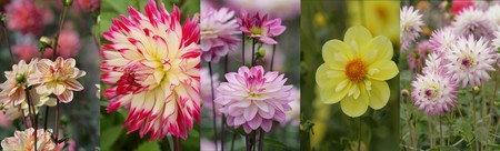 calicots_Dahlias1