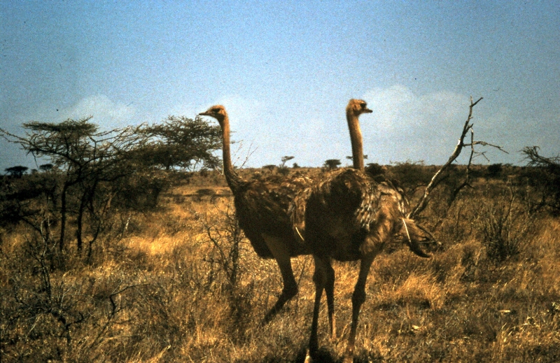 tsavo autruche f