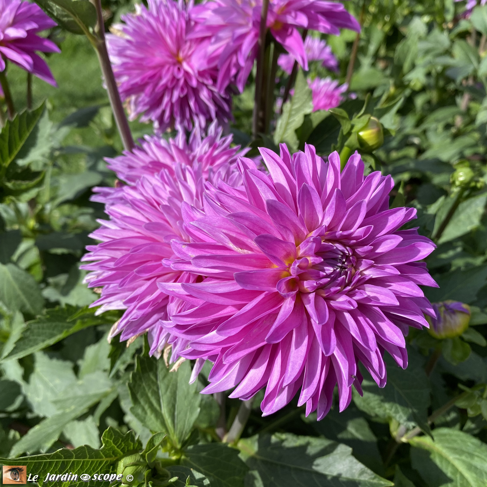 Dahlia-Pink-Coat