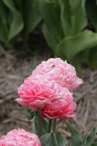 IMG_2160copie1