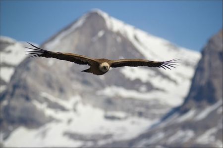 Aragon lulu vautour face montagne neige 300312