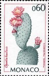 Opuntia