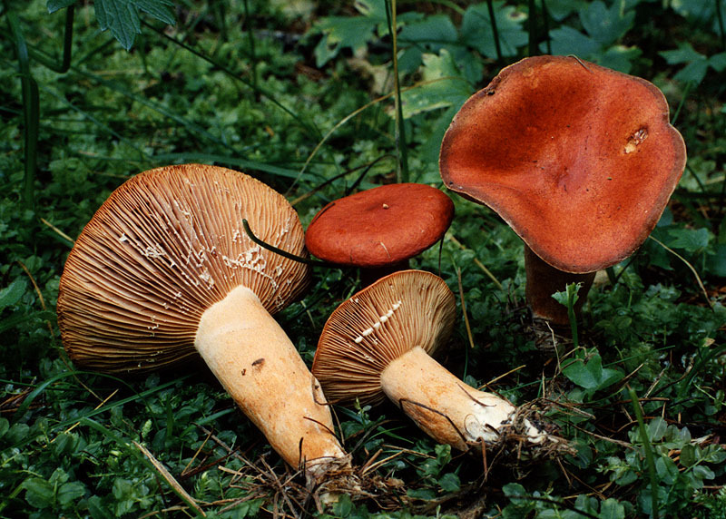 Lactarius aurantiofulvus (YD) 2