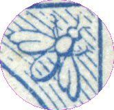 Abeille Oudine detail