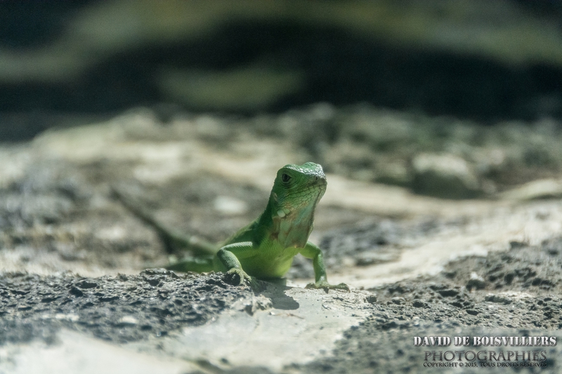 Lézard - Île Maurice