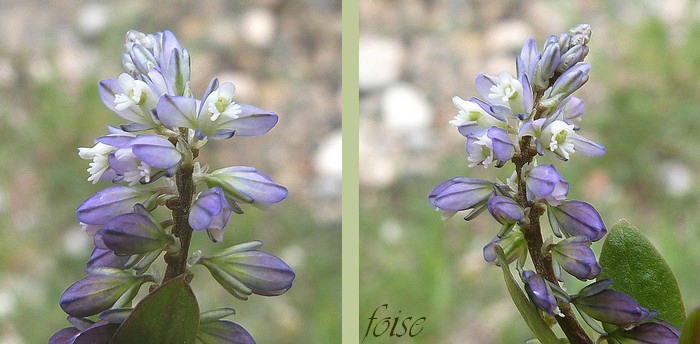 bractées courtes ailes nervurées appendice à 6-14 franges