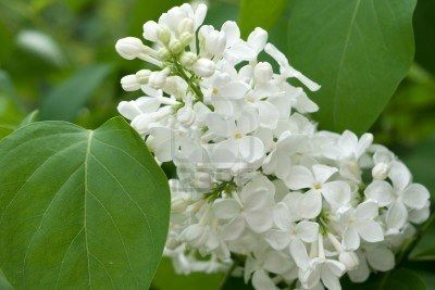 7407452-fleurs-lilas-blanc