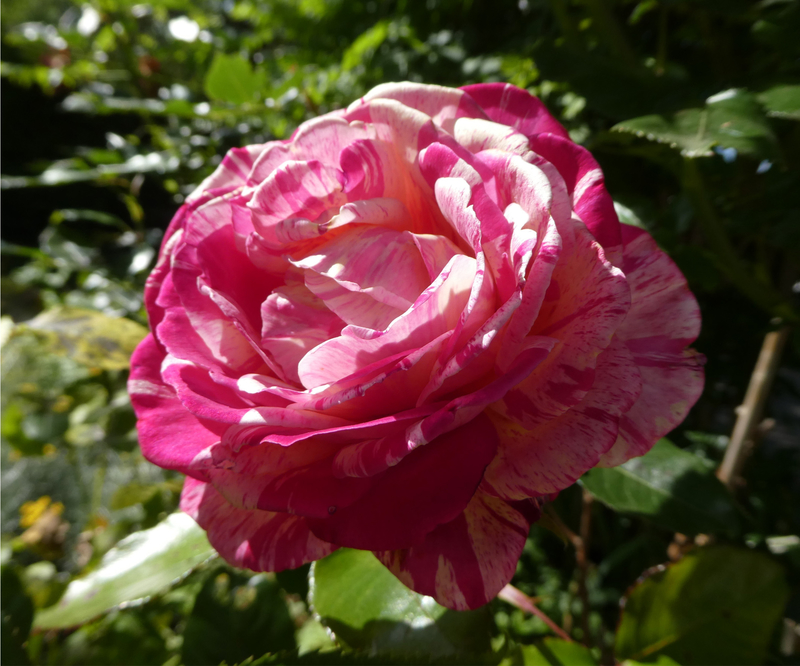 Rose bicolore1