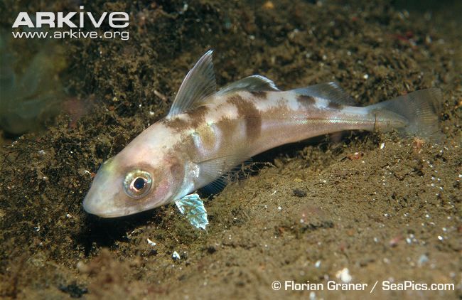 Haddock_resting_on_seabed