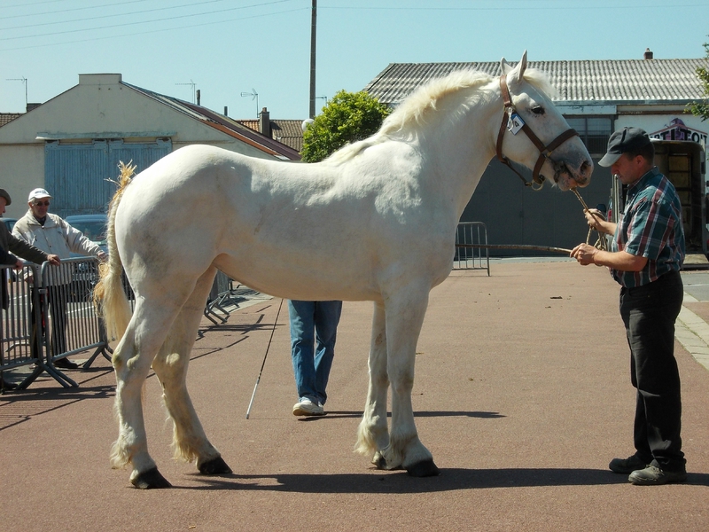 Déesse de Coyecques - 4e 2 ans - Local de Marquise - 16 Juin 2015 - Photo Babeth