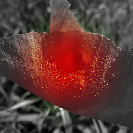 le coquelicot (86)