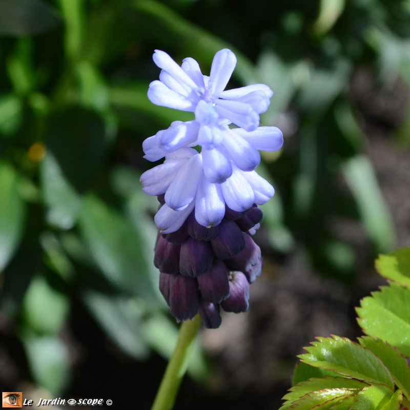 Muscari-latifolium-6