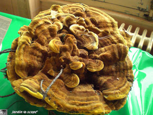 Sulfureus